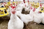 Bird flu 2024, Bird flu USA, bird flu outbreak in the usa triggers doubts, Virus