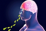 Kerala PAM, Primary Amoebic Meningoencephalitis news, brain eating amoeba in kerala why and how it spreads, Dating