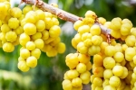 Amla latest news, Amla health, ten health benefits of consuming amla, Galli
