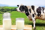 Cow Milk Protein updates, Cow Milk Protein, can cow milk protein lead to type 1 diabetes, 26 11 attack