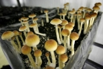 Psychedelic mushrooms, possession of psychedelic mushrooms, denver voters approve measure to decriminalize magic mushrooms, Denver post