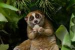 Red list, Red list, cute but deadly the critically endangered slow lorises, Cyber crime