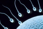 Sperm Count, Sperm Count, 8 super foods to improve sperm count, Male fertility