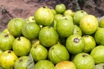 Guava, Guava latest breaking, who should be careful with guava, Health tips