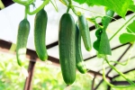 Cucumber hack, Cucumber for health, hack to grow cucumber is going viral for all the right reasons, Cucumber