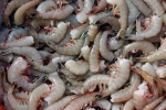 shrimp, Indian shrimp ban, indian shrimp faces threat of ban in u s, Sea turtles