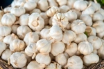 Garlic Vs Mosquito Repellent latest breaking, Garlic Vs Mosquito Repellent, is garlic a mosquito repellent, Garlic