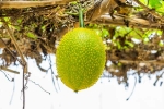 Snake Venom dangerous, Snake Venom in minutes, this miraculous plant can neutralise snake venom in minutes, Tuna