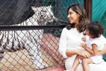 Klin Kaara breaking updates, Klin Kaara tigress, klin kaara meets her namesake tigress on second birthday, Game changer