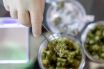 Prevent Covid-19, coronavirus, lung damage from covid 19 can be prevented with cannabidiol, Lung function