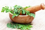 Moringa for health, Moringa latest, is moringa a must have in your diet, Diabetes