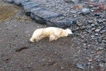 Polar Bear In Iceland pictures, Polar Bear In Iceland pictures, polar bear appears in iceland for the first time in 8 years, Iceland