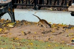 Rat Tourism in New York, New York attractions, must experience trend in new york city, Times square