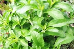 Stevia for blood sugar, Stevia Blood Sugar Levels, is consuming stevia bad for blood sugar levels, Stevia