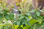 how to use tulsi for hair, tulsi for dandruff, tulsi for skin how this indian herb helps in making your skin acne free glowing, Youthful skin