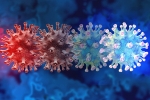 C.1.2 variant news, C.1.2 variant research, latest coronavirus variant evades vaccine protection, Mauritius