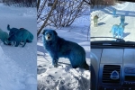 blue dogs, viral, bright blue stray dogs found in russia, Blue dogs