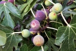 Figs health benefits, Figs research, are figs really vegetarian or non vegetarian, Anjeer