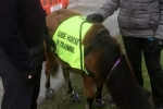 blind man gets guide horse, blind man, indian origin man with eye condition to get guide horse in uk, Briton