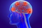 Coronavirus impact on brain, Coronavirus impact on brain, coronavirus can cause long term loss of brain tissue, Fda