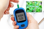 Blood Sugar Levels study, Blood Sugar Levels boost immunity, how to maintain blood sugar level to boost immunity, Tulsi